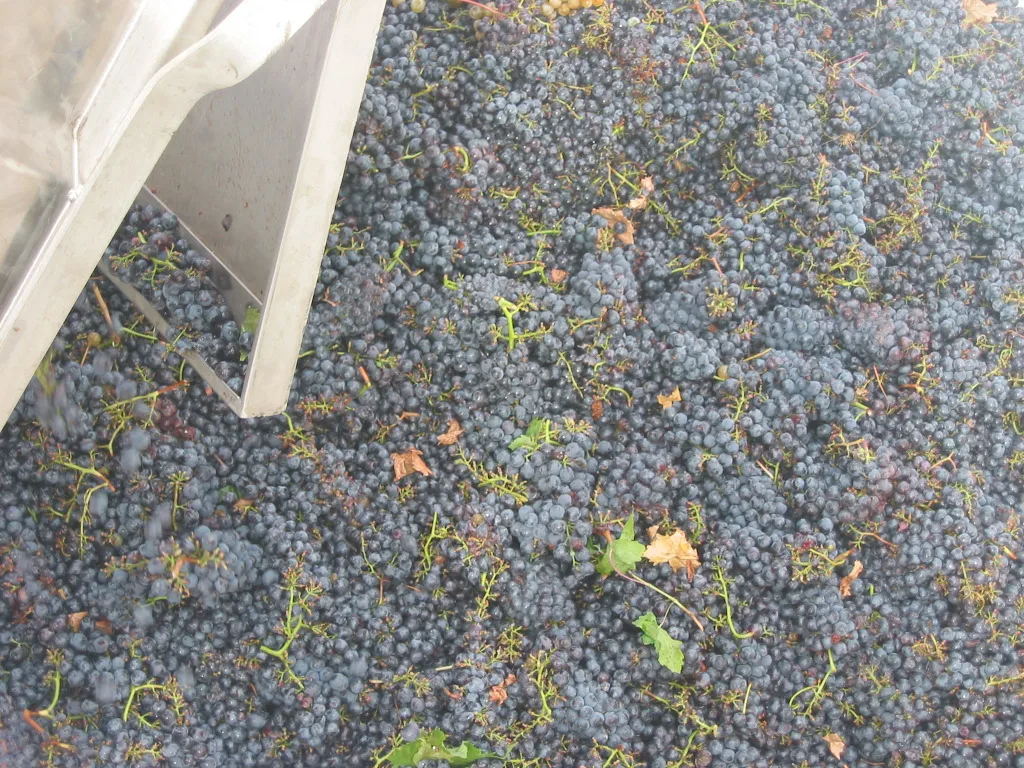 Top Sale Made In Italy Dessert Wine Type Of Ice Wine Medium Sweet  16,5 % Vol  With Excellent Taste