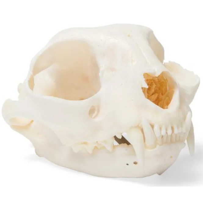Gelsonlab HSBM-513 CAT SKULL NATURAL BONE MODEL FELINE SKULL