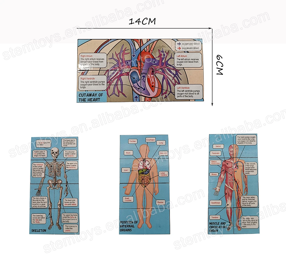 Educational Toy Human Body Learning cube Human anatomy cube