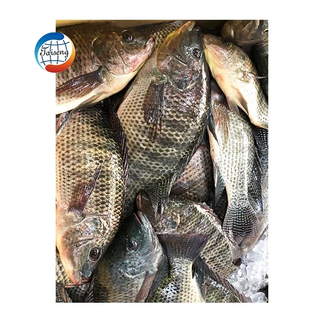 live fish tilapia wholesale frozen whole round black tilapia fish for sale