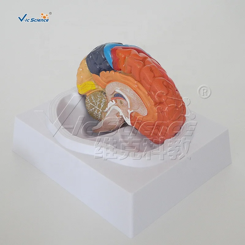 
Medical Science Human Brain Anatomy Model 3D Human Anatomical Teaching Model 