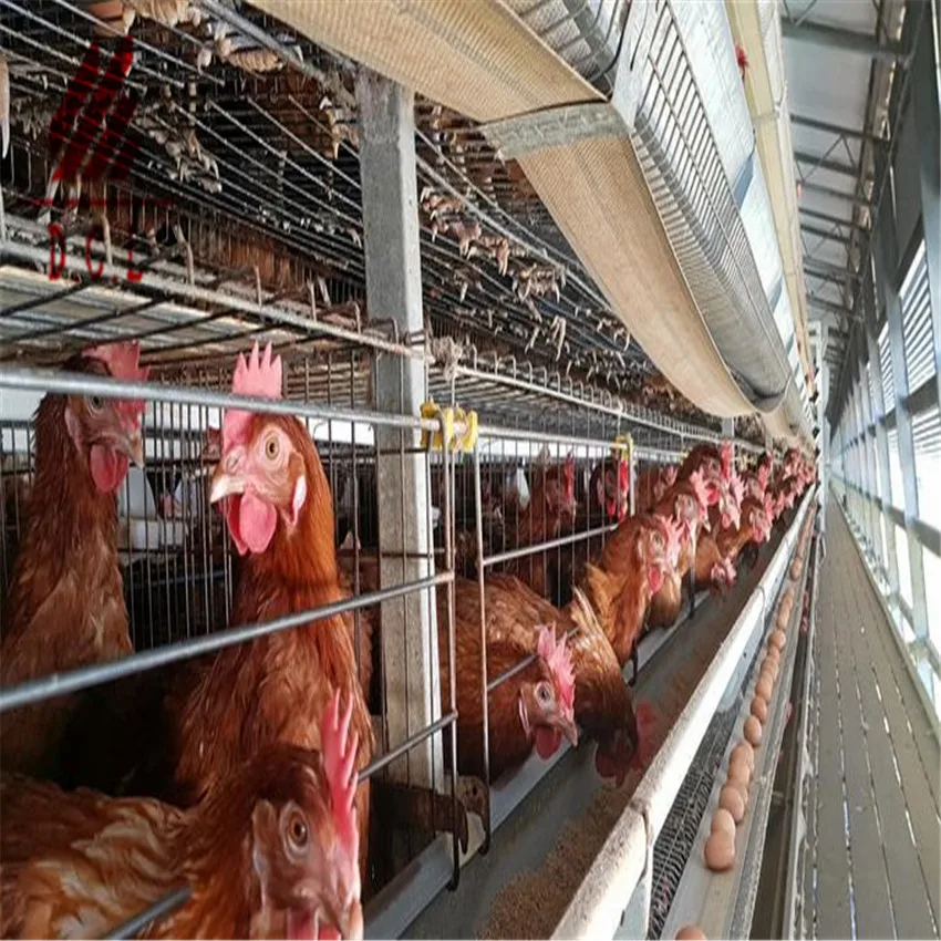 A Type Layer Chicken Cage