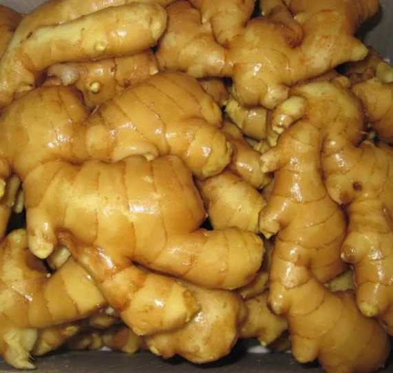 new crop fresh ginger