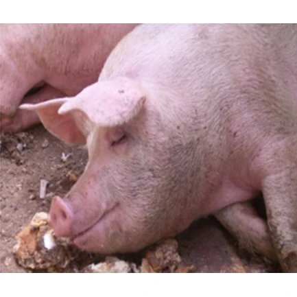 Wholesale High Quality Chilled Or Frozen Pork Meat With Sweet Fat