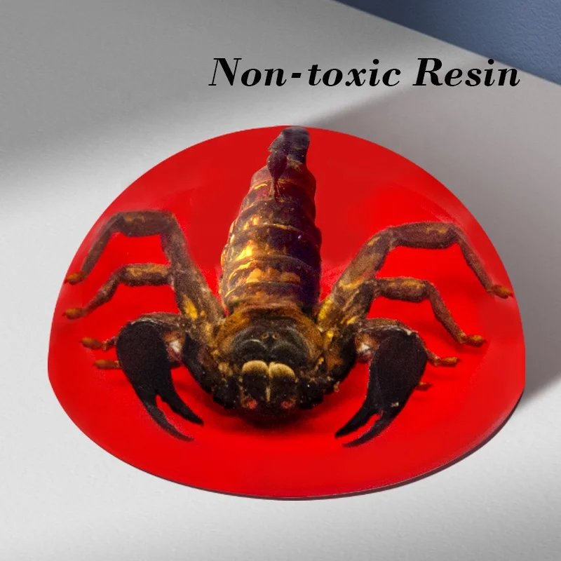 natural real black scorpion red base clear resin dome ornaments custom optional insect animals epoxy resin crafts sculpture arts