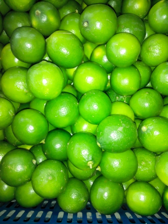 Lime seedless fresh seedless lime fresh green lemon high quality for exporting- Whatsapp 0084 989 322 607
