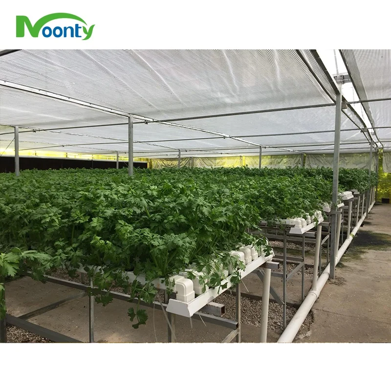 Middle East Corrugate Polycarbonate Agriculture  Green House High Quality PC Sheet Multi Span Greenhouse