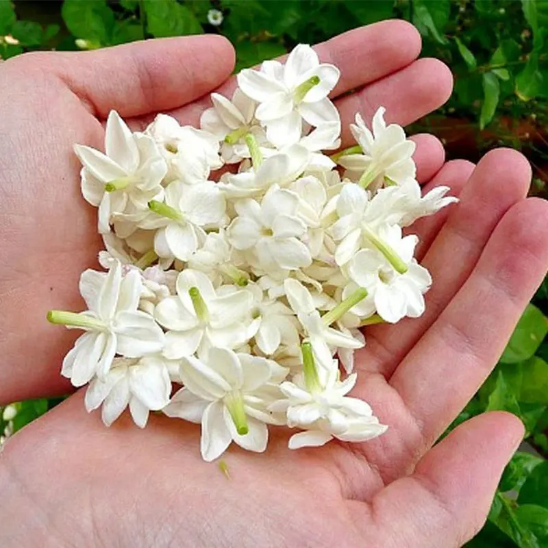 Private brand Best Quality 100% Pure Natural Perfume Oil  organic jasmine aromatic essential oil