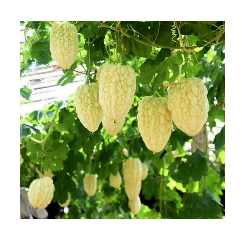 
Taiwan from China island hybrid apple bitter melon seeds 