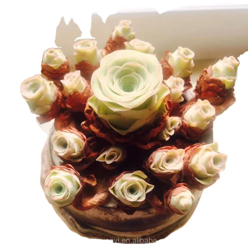 0 6 Greenovia Xiao Sen Succulent Greenoviaaurea Aeoniumaureum оптом горная Роза