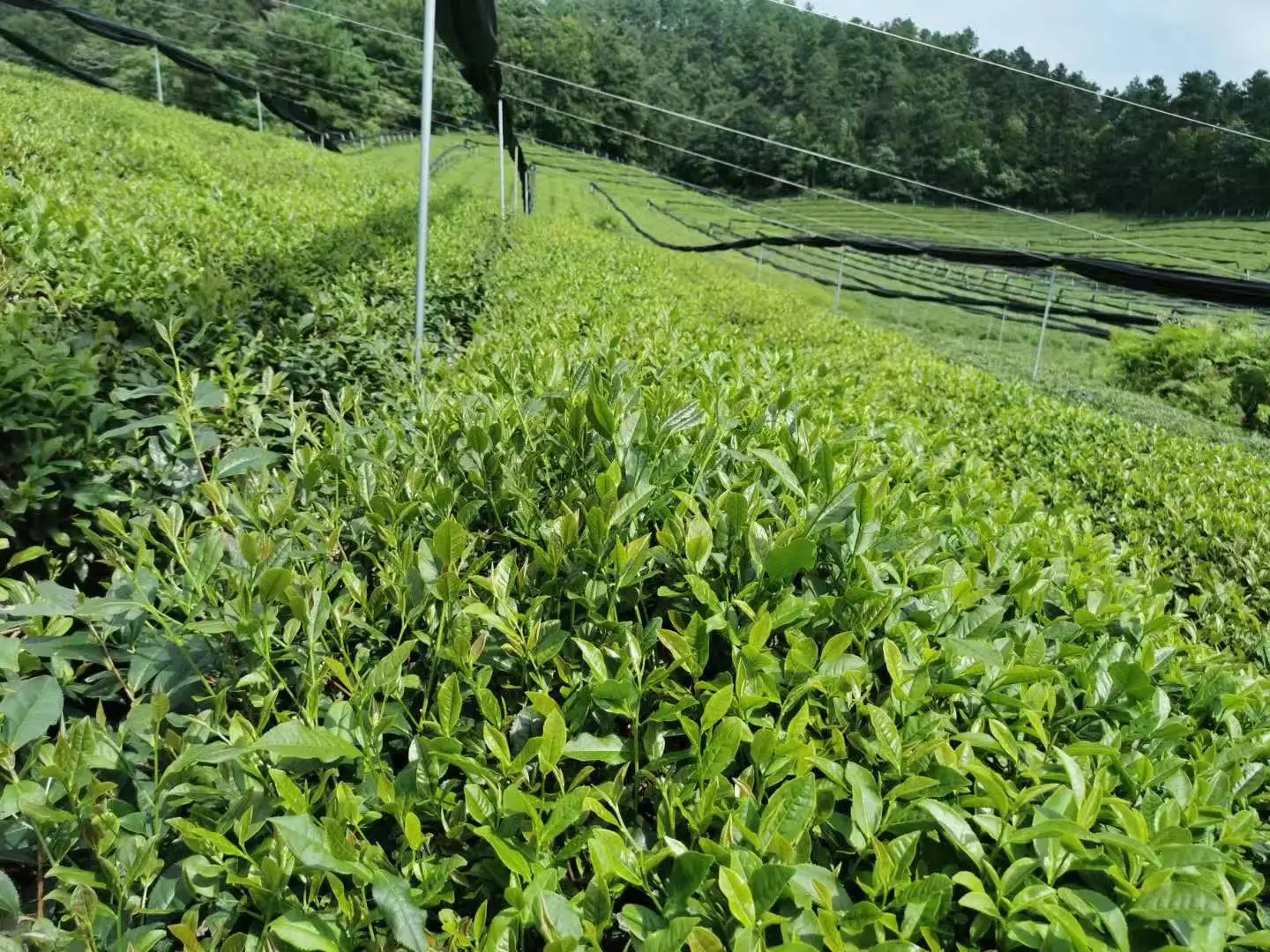 Food Safety Certification Matcha Green Tea Powder Bulk Health Matcha Green Tea Powder Organic