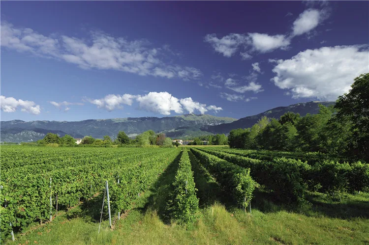 Rose Millesimato Doc - Stainless Steel Doc Glera 2019 11% Alcohol 750Ml Wine Bottle Italian Wholesale Sparkling Wine Rose