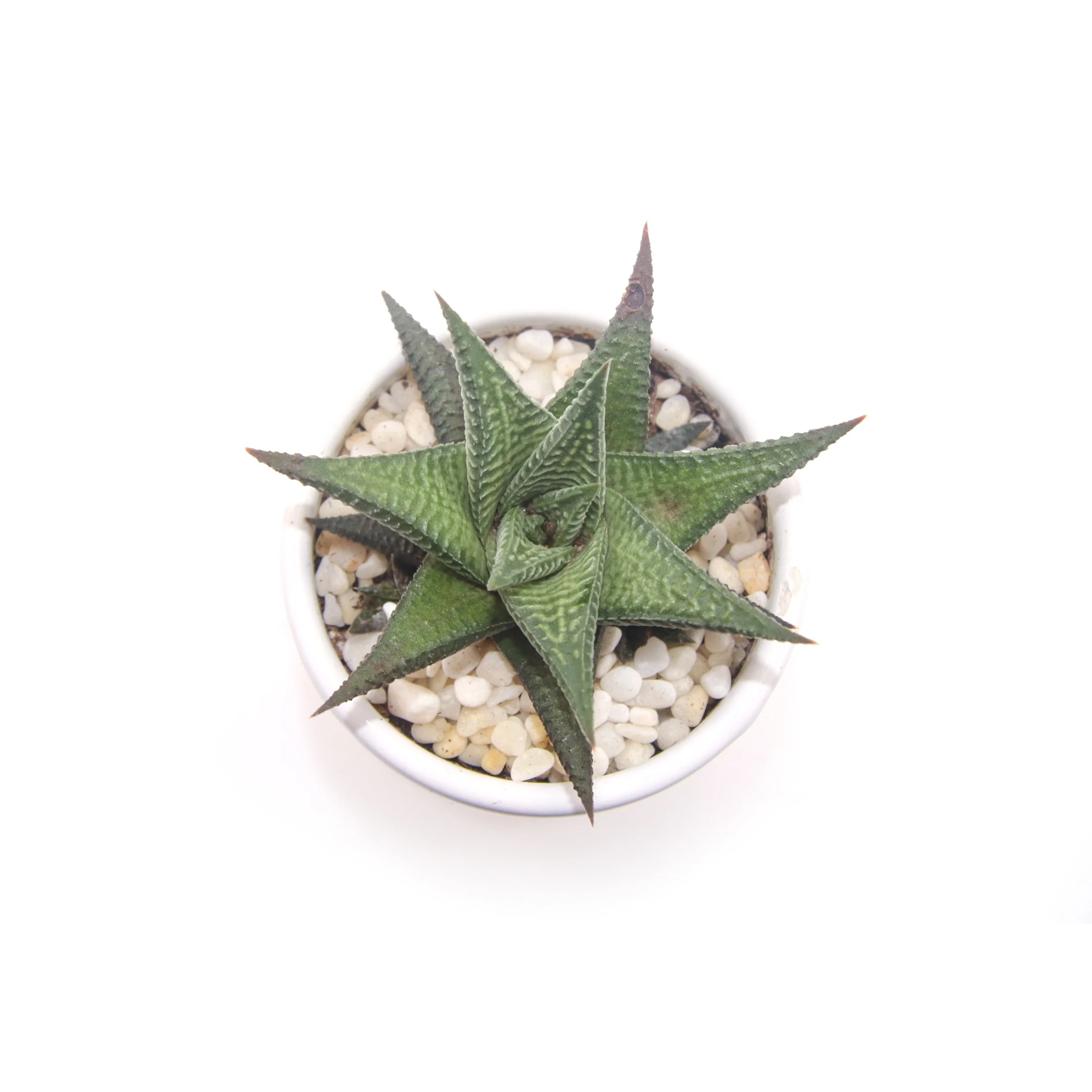  Комнатные и уличные живые суккуленты Haworthia limifolia для украшения