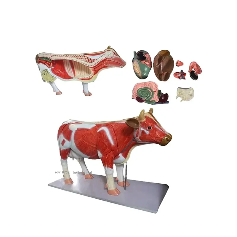 Cow stomach  Anatomy Medical Anatomical  detachable cattle animal educational model