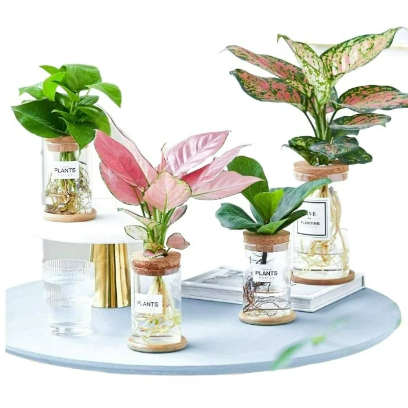 Glass Planters Terrarium for Hydroponics Plants Cylindrical Glass Vases with Saucers and Wooden Corks Modern Decorations
