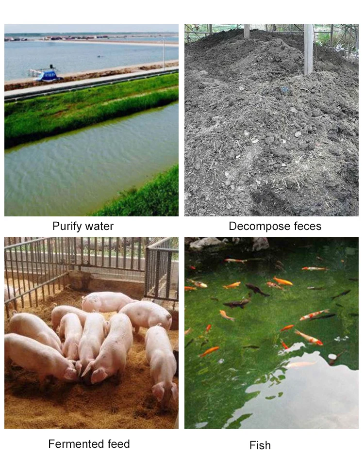 Effective Microorganisms in Mixture of Bacterial organisms available in Private label