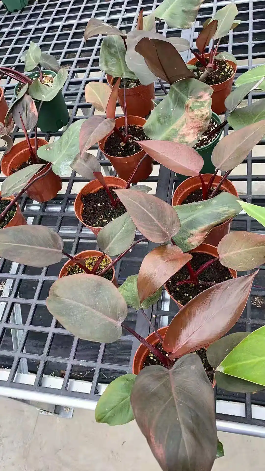  Редкие растения Philodendron розовая