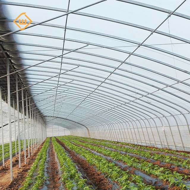 Modern agricultural commercial single-span polycarbonate plastic film tomato and strawberry planting greenhouse
