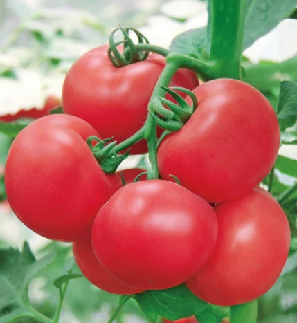 TY устойчивые семена томатов