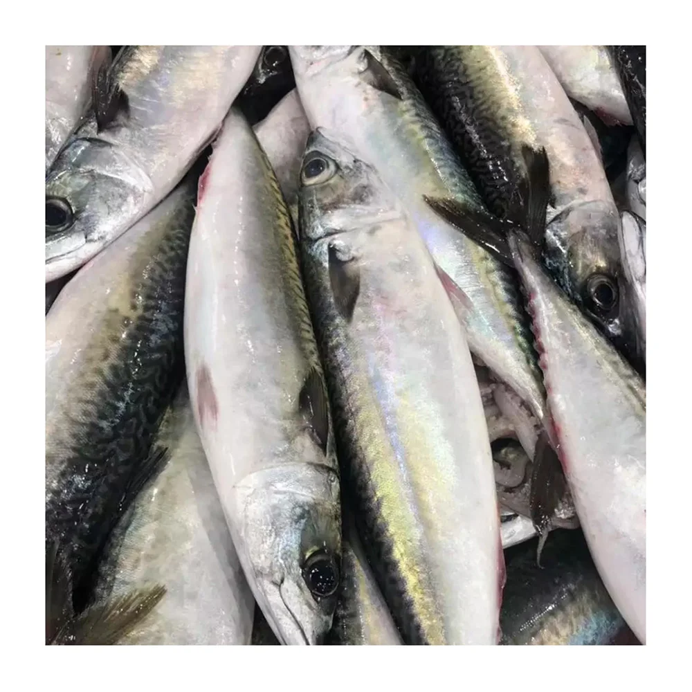FROZEN MACKEREL FISH