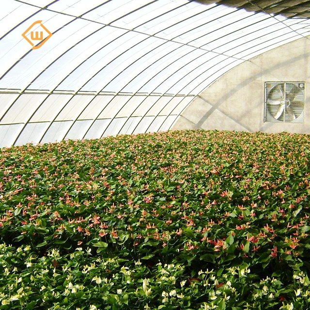 Modern agricultural commercial single-span polycarbonate plastic film tomato and strawberry planting greenhouse