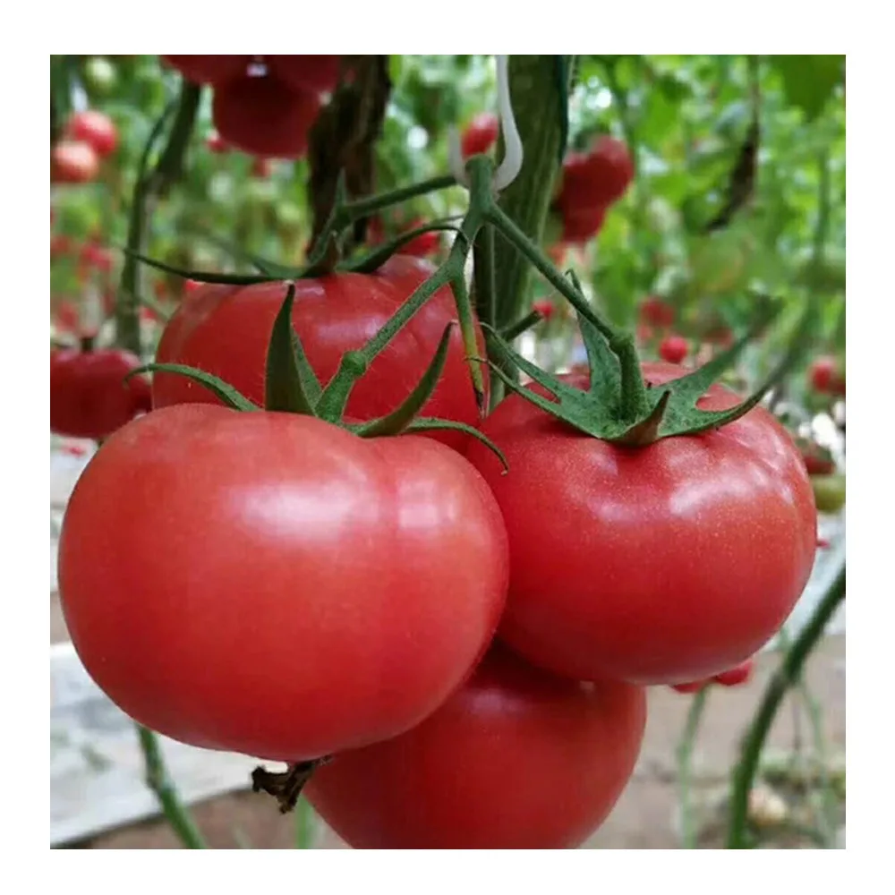 Свежие помидоры 2020 новый сезон Вкусные Высококачественные красные томаты