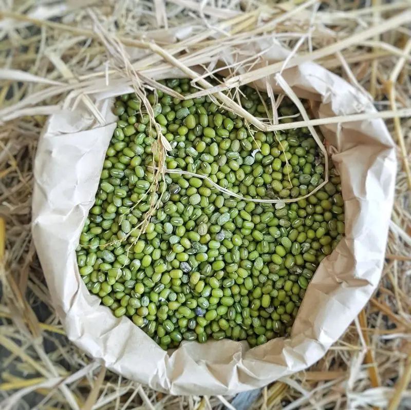 Good selling -  Dried Green Mung Bean with high quality from Vietnam - ATL GLOBAL