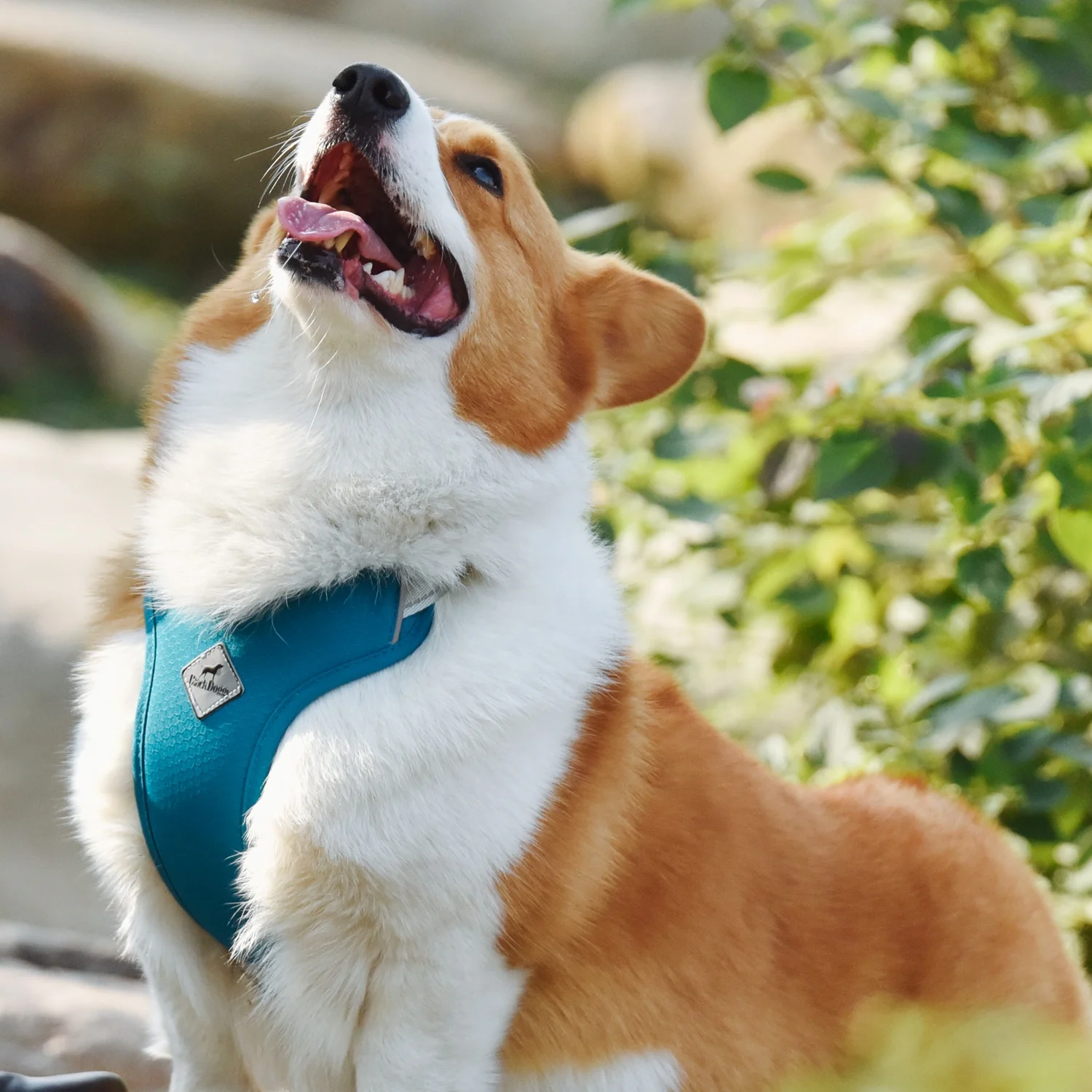 BlackDoggy Sky Blue Pet Breathable Vest Dog Tactical Harness for Welsh Corgi