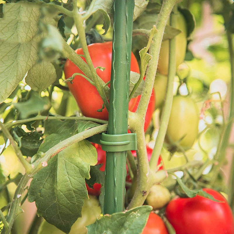 Factory Outlet Creative Wall Mounted Succulent Garden Flower Plant Tomato Cage Climbing Frame