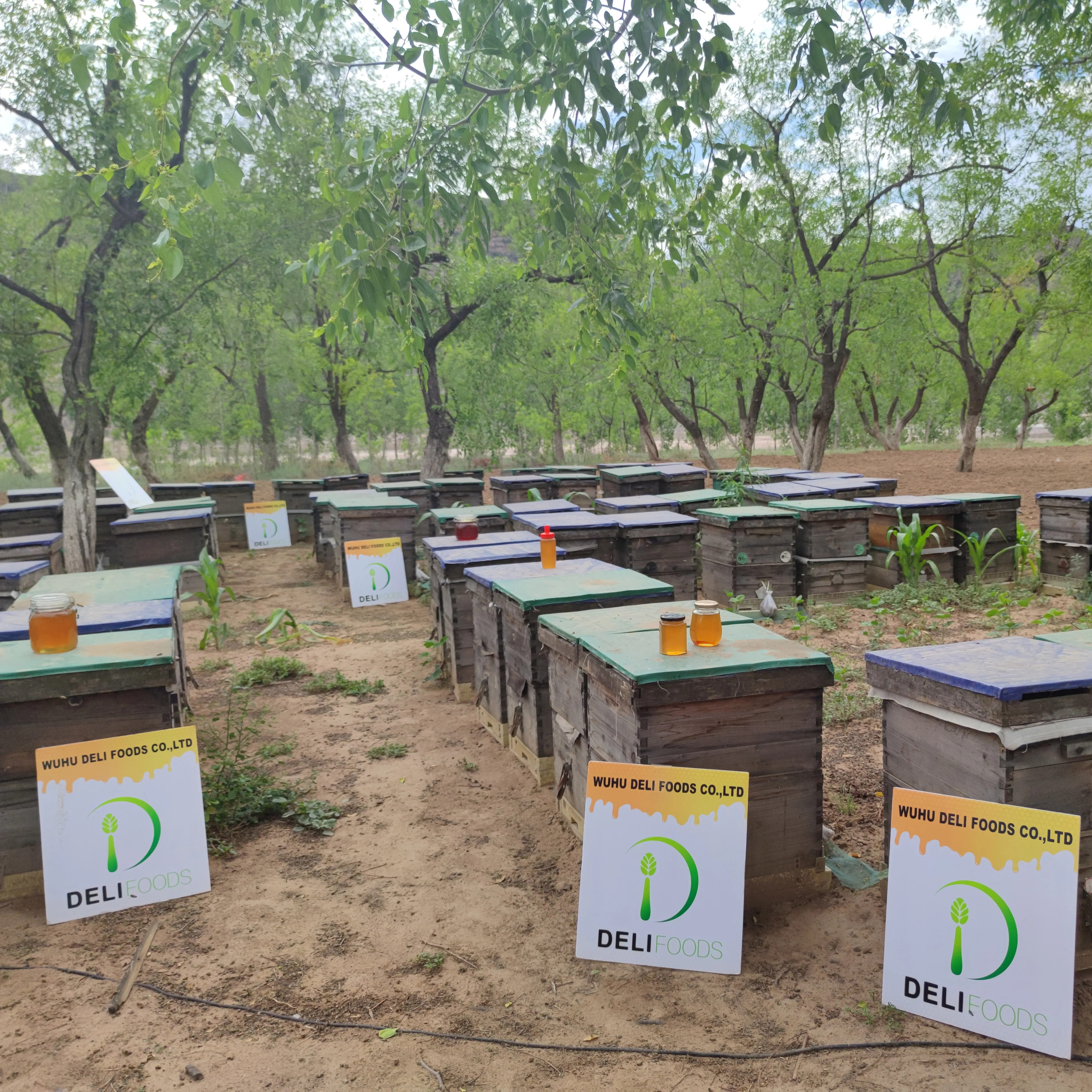Mature Comb Honey from China raw honeycomb