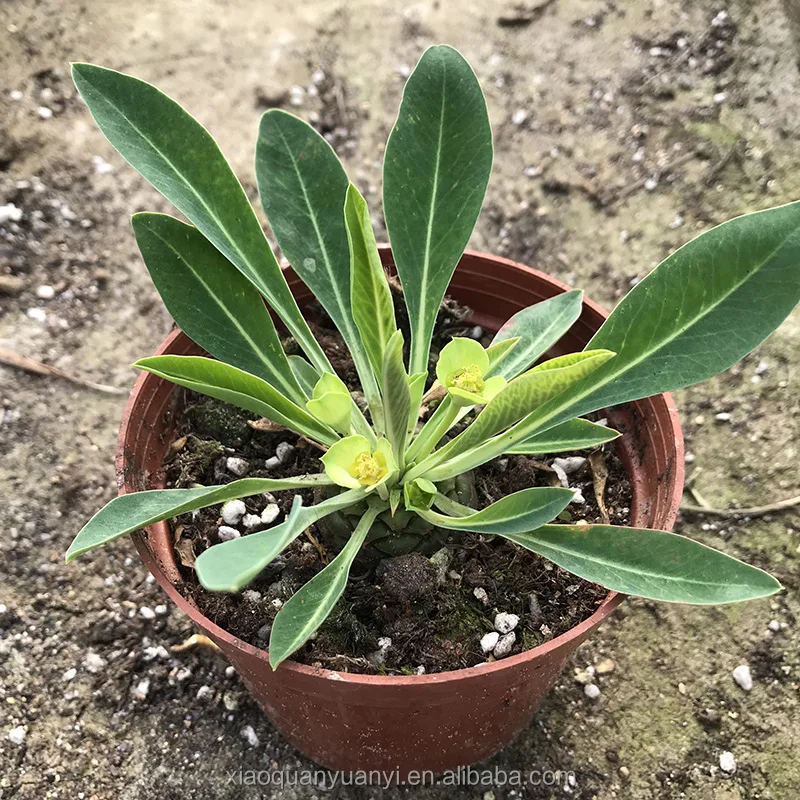 
Sucullent plants Euphorbia bupleurifolia Jacq. bonsai 4-5cm 