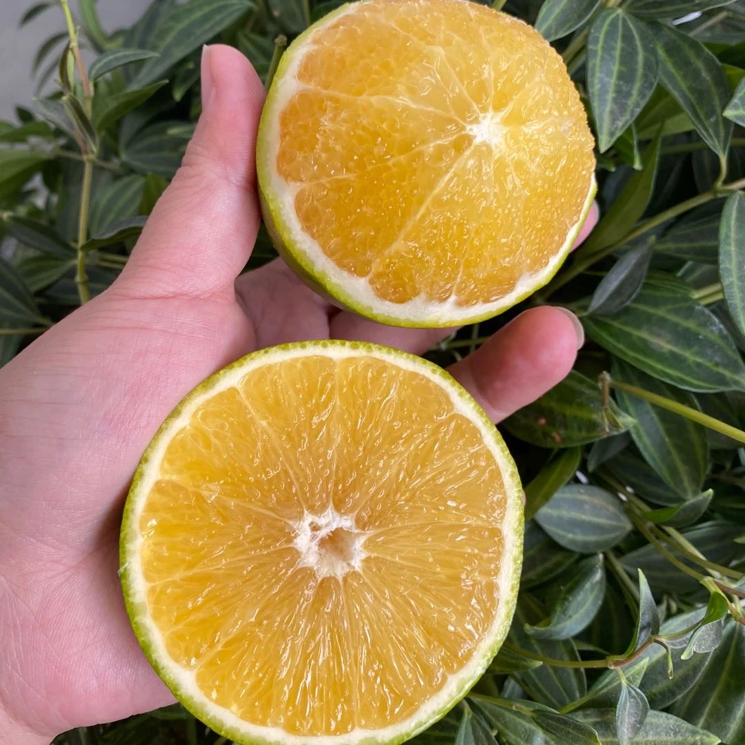 sugar content fresh orange mandarin