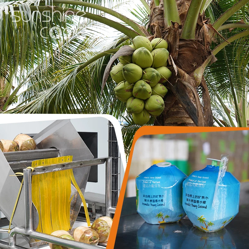 Свежие молодые зеленые кокосы в продаже импортер кокосового ореха Дубае легко открываемый ароматический кокос