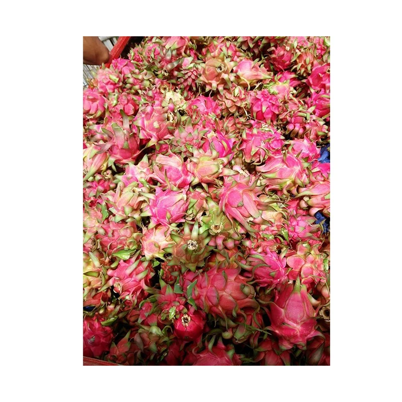 
Indonesia Organic Fresh Red Pitaya Fresh Red Dragon Fruit 
