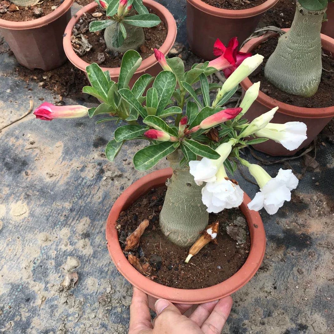 
Professional manufacture cheap foliage plants natural plants ornamental adenium abesum mixed color flowers 