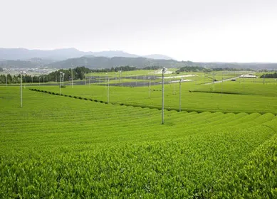 Wholesale high quality ceremonial grade Japan green matcha tea