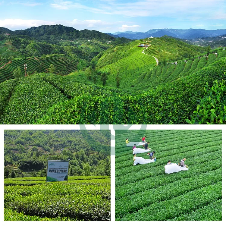 Food Grade Black Tea Leaf Extract powder Natural 20% 30% Theaflavins  Water Soluble Black Tea Theaflavin Powder