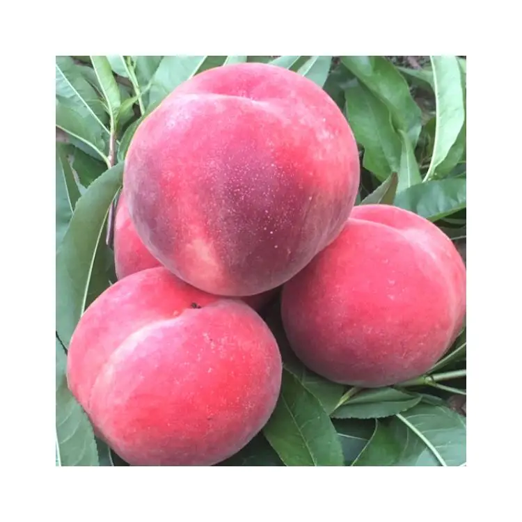 Оптовая продажа, персиковая упаковка, фрукты большой формы, сладкая кормушка