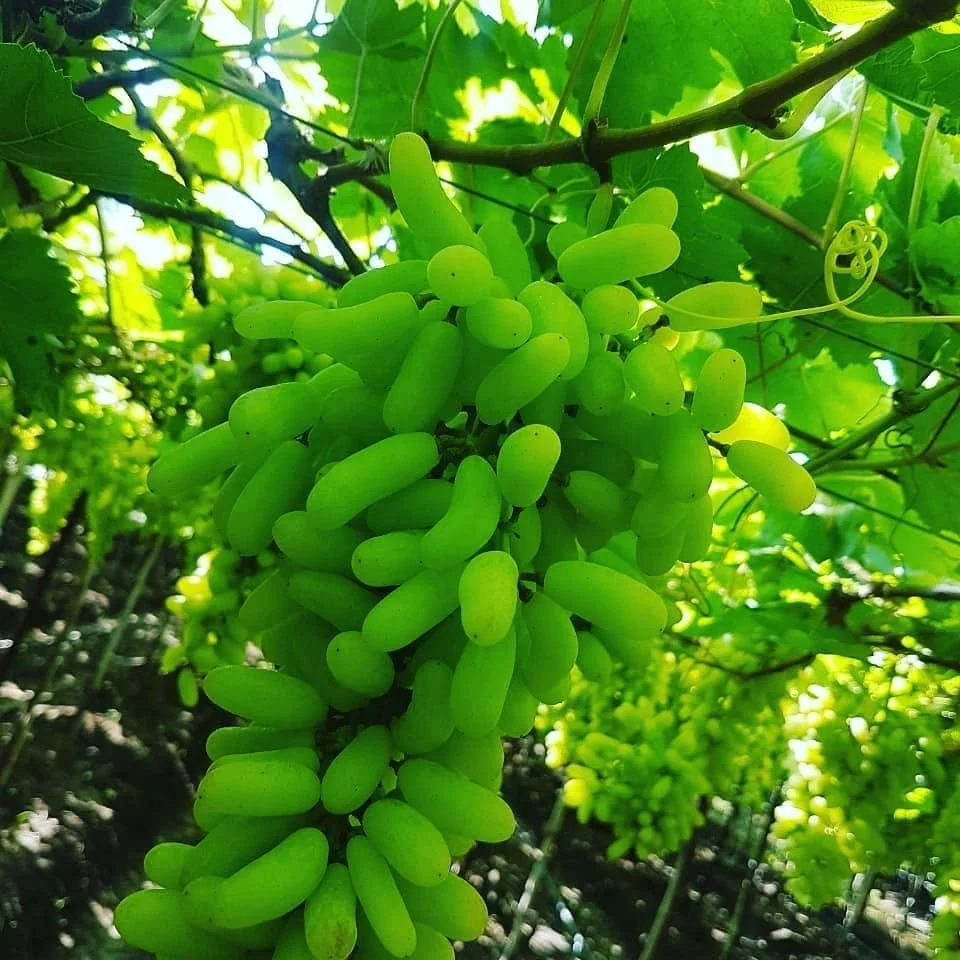 Красный виноград капли Луны
