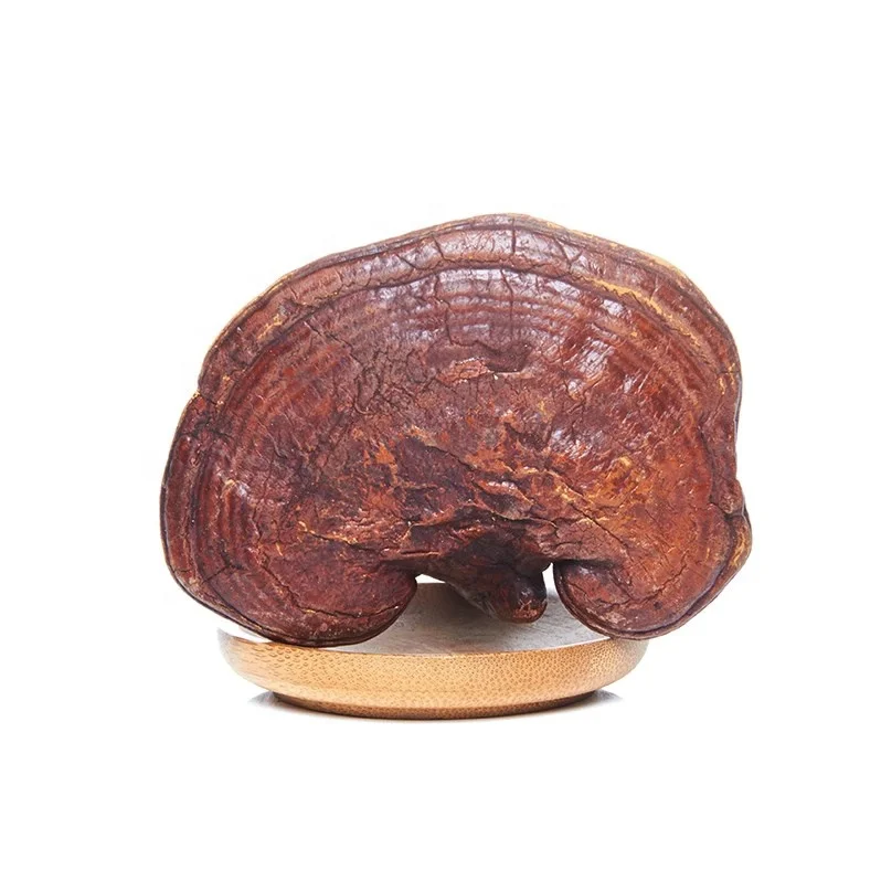 Ling Zhi Chinese High Quality Red lucid ganoderma/Reishi mushroom
