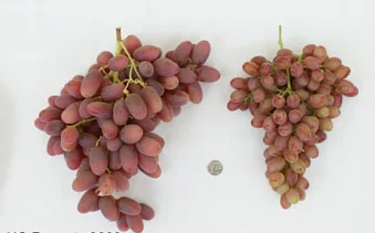 Регулятор роста растений, кислота gibberellic/giberellic acid GA3 90% TC