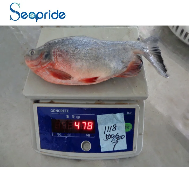 frozen silver pomfret