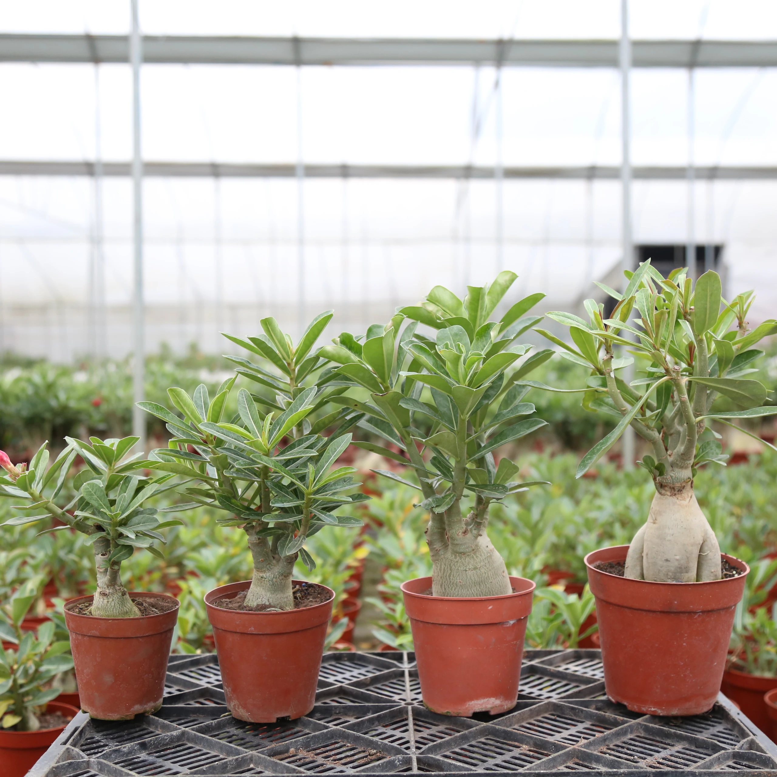 
 Привитый с красивым цветком адениум туманный  