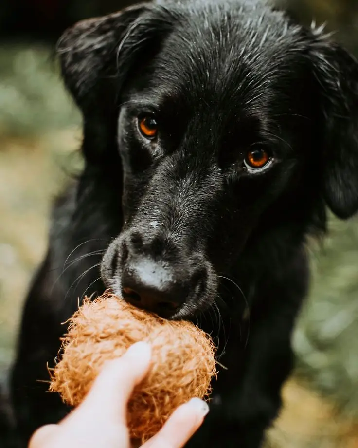 COCO-ECO BRAND Wholesale High Quality Coconut Fiber Ball Dog Chew Toys From Coconut Fiber Dog Chew At The Best Wholesale Price