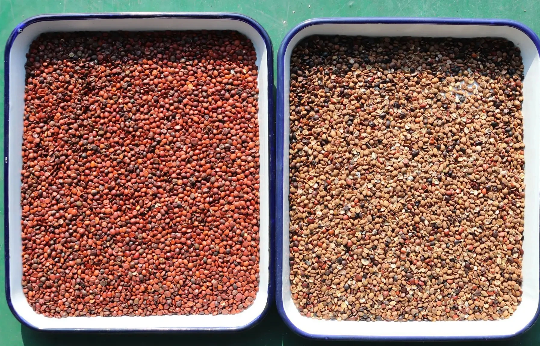 Lentils Sorting Machine Newest Model Multiple Sorting Color Sorter for Red Lentils Green Yellow Colored Peeled Split Lentils