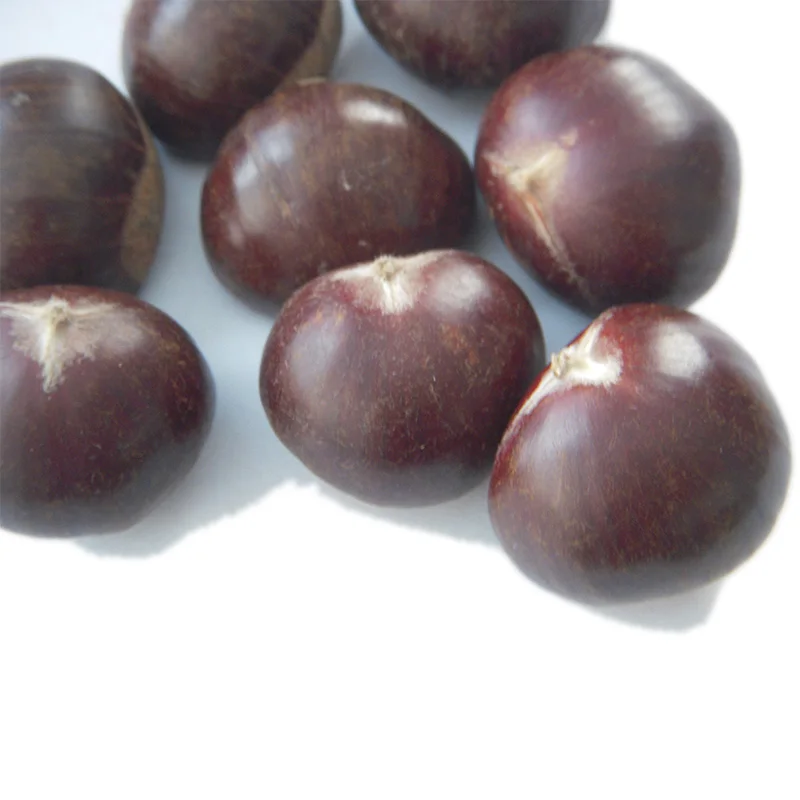 2020 Chinese Organic Hebei Origin Wholesale Harvesting Fresh Chestnuts