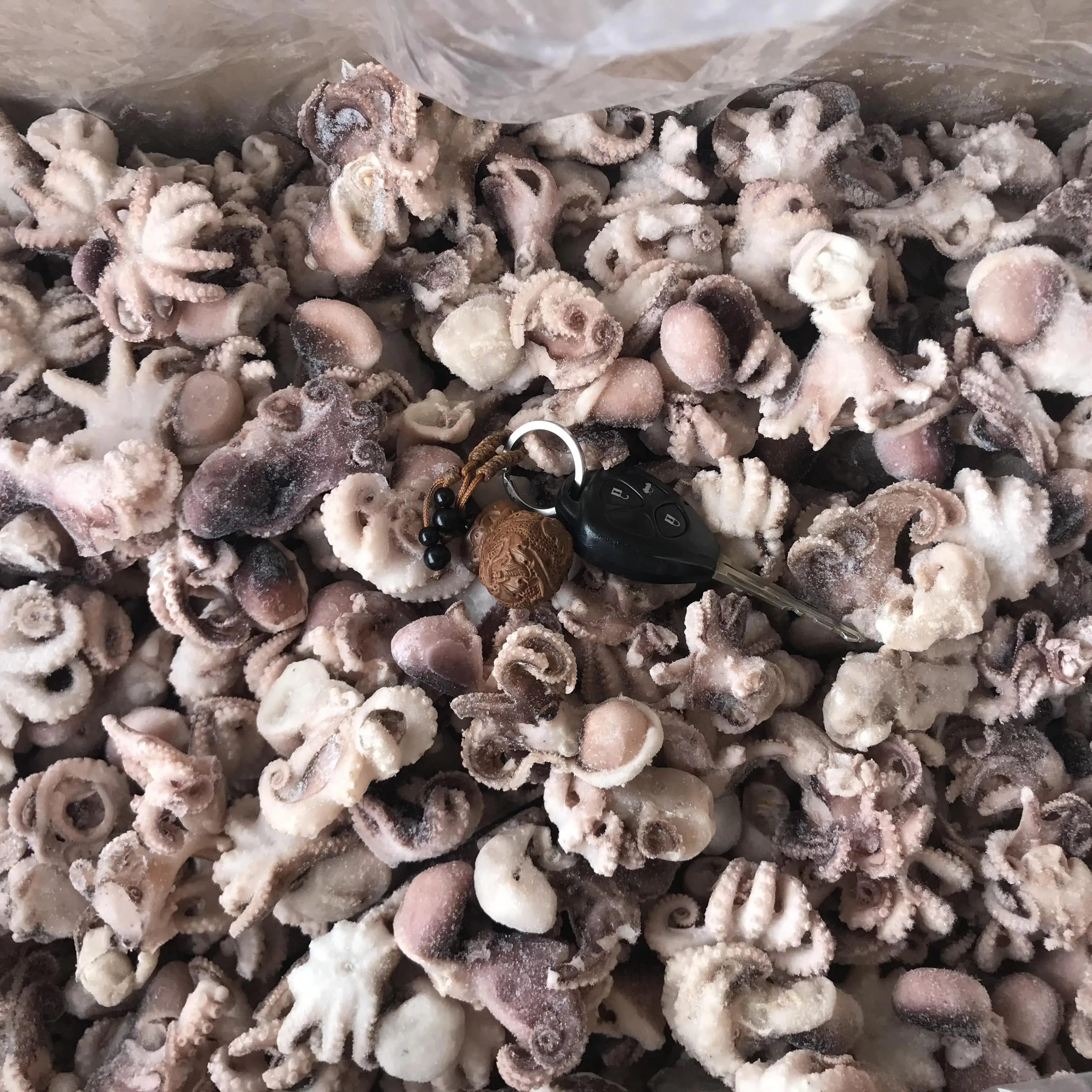 
Whole Cleaned Frozen Baby The Living Octopus Baby 