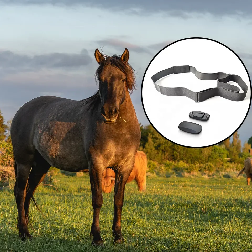 Chileaf HR100 Heart Rate Monitor Chest Strap for Horse