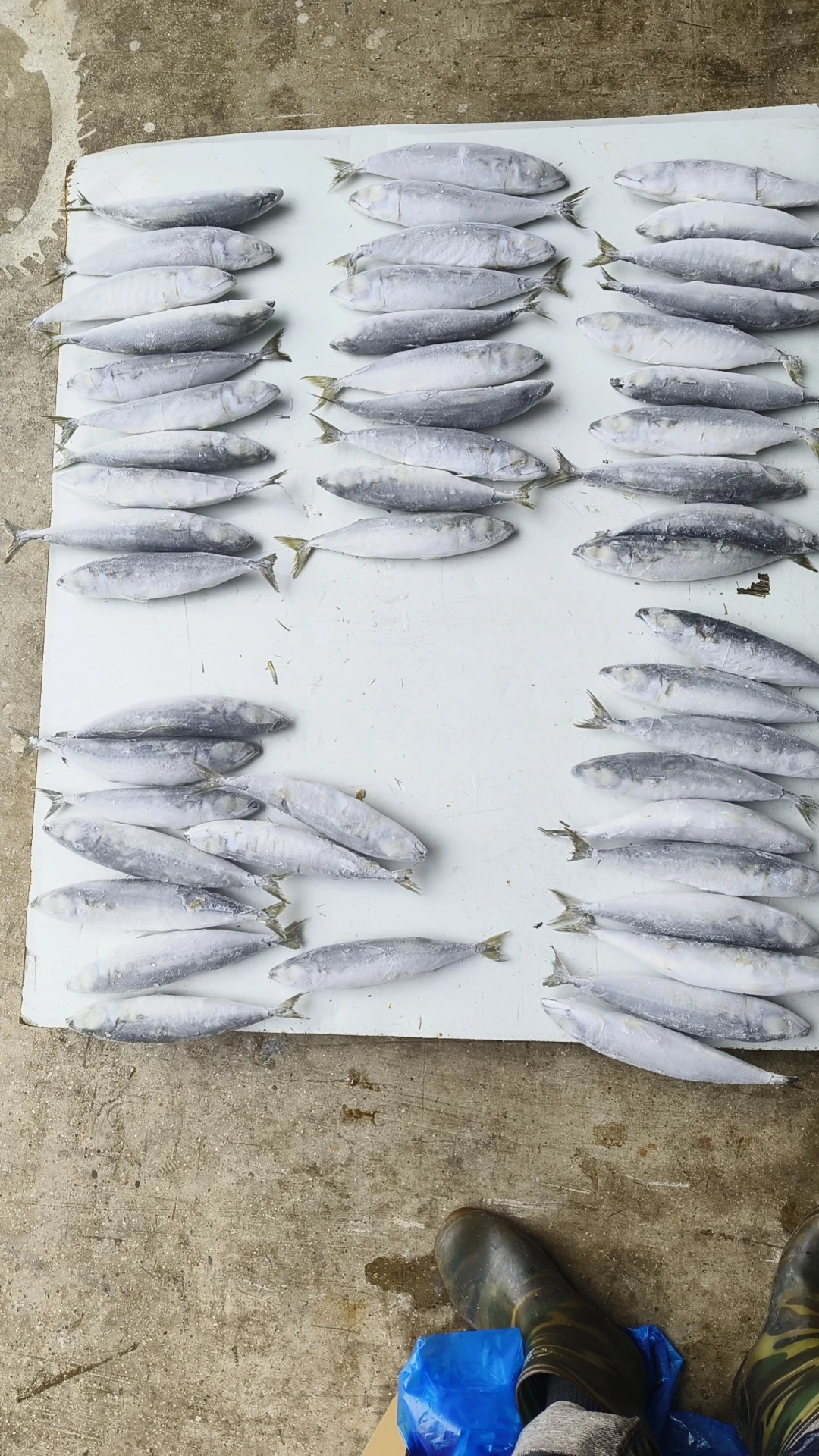 Wholesale  High Quality Seafrozen Pacific Mackerel BQF/IQF For Market