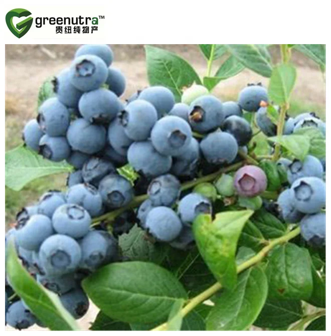 Bilberry Extract Powder